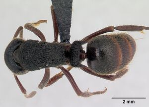 Phrynoponera transversa casent0178225 dorsal 1.jpg