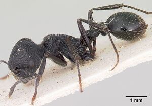 Pogonomyrmex atratus casent0103392 profile 1.jpg