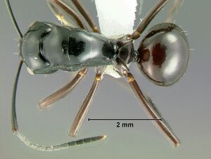 Polyrhachis-chapmaniD2.jpg