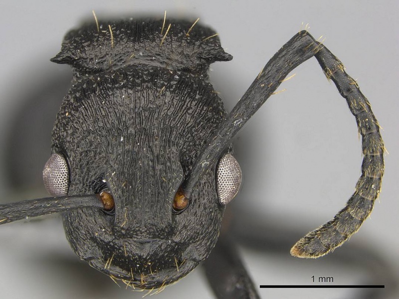 File:Polyrhachis andrei casent0250043 h 1 high.jpg