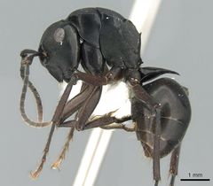 Polyrhachis prometheus casent0906566 p 1 high.jpg