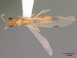 Pseudomyrmex pallidus casent0103866 dorsal 2.jpg
