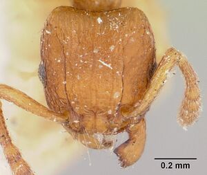 Tetramorium sikorae casent0101259 head 1.jpg