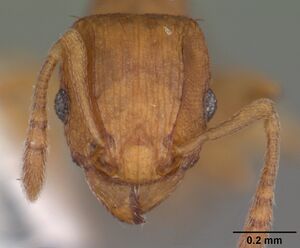 Tetramorium simillimum casent0102742 head 1.jpg