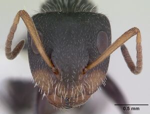Camponotus brevis inbiocri001282798 head 1.jpg