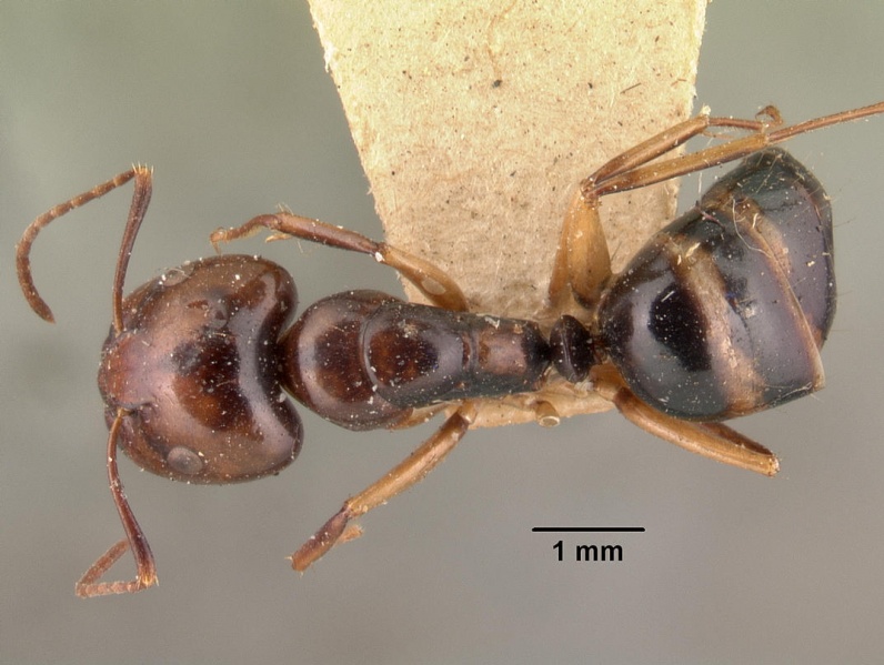 File:Camponotus cambouei casent0101433 dorsal 1.jpg