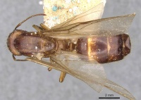Camponotus gretae casent0910537 d 1 high.jpg