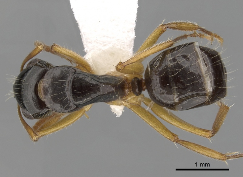 File:Camponotus lownei casent0280216 d 1 high.jpg