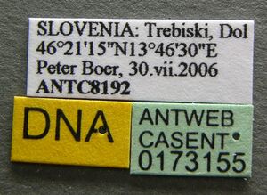 Formica lugubris casent0173155 label 1.jpg