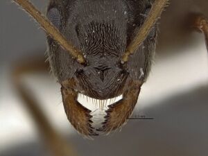 Lasius niger worker clypeus.jpg