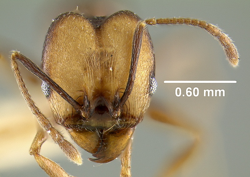 File:MCZ-ENT00031612 Pheidole embolopyx hef.jpg