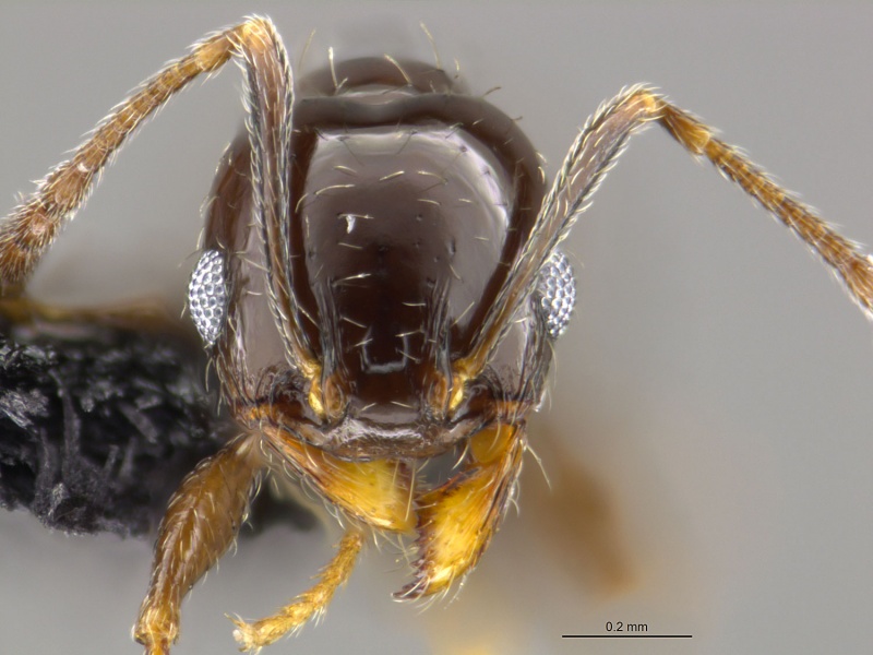 File:Mcz-ent00670757 Pheidole ceres minor hef.jpg