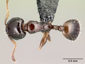 Nesomyrmex brunneus casent0488569 d 1 high.jpg