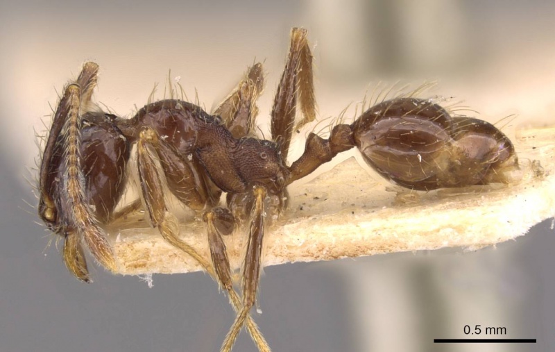 File:Pheidole laevinota casent0908205 p 1 high.jpg