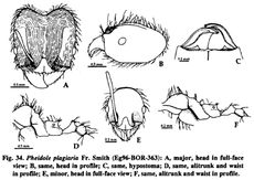 Pheidole plagiaria.jpg