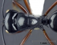 Polyrhachis australis top 32-AntWiki.jpg