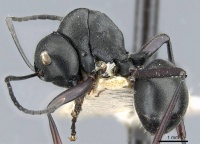 Polyrhachis luctuosa casent0905547 p 1 high.jpg