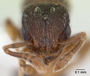 Tetramorium crypticum casent0178332 head 1.jpg