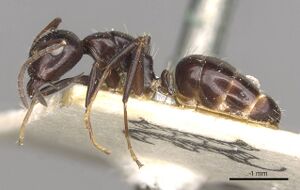 Camponotus ominosus casent0910523 p 1 high.jpg