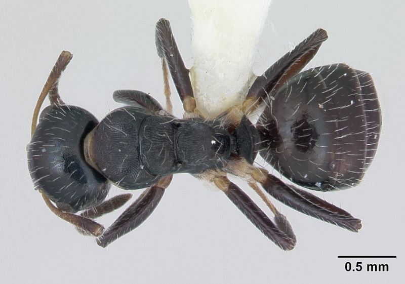 File:Camponotus striatus casent0173559 dorsal 1.jpg