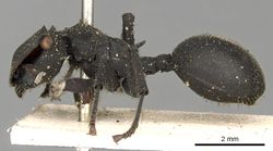 Cephalotes oculatus P casent0900232.jpg