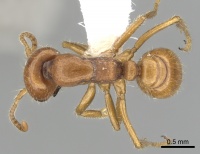 Cheliomyrmex andicola casent0249450 d 1 high.jpg