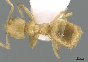 Lasius myrmidon casent0906115 d 1 high.jpg