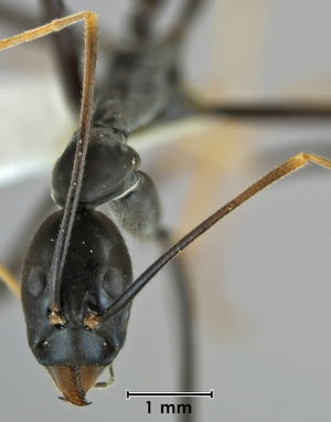 Leptomyrmex unicolor head view