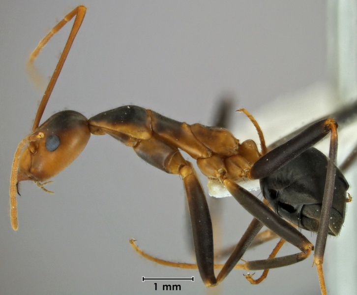 File:Leptomyrmex wiburdi ANIC32-062431 side 16-Antwiki.jpg