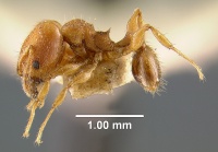 MCZ-ENT00030783 Pheidole goeldii hal.jpg