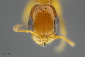 MCZ-ENT00529020 Pseudomyrmex pallidus hef 6-3x.jpg