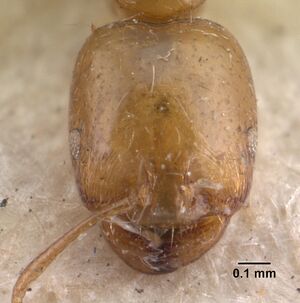 Monomorium destructor casent0010944 head 1.jpg