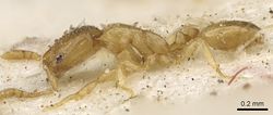 Monomorium shilohense casent0902264 p 1 high.jpg