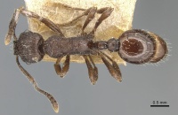 Myrmica cachmiriensis D casent0904092.jpg