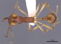 Orectognathus echinus casent0900014 d 1 high.jpg