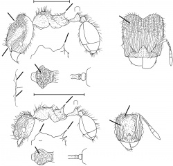 Pheidole wardi Wilson 2003.jpg