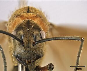 Polyrhachis bihamata queen2 head.jpg