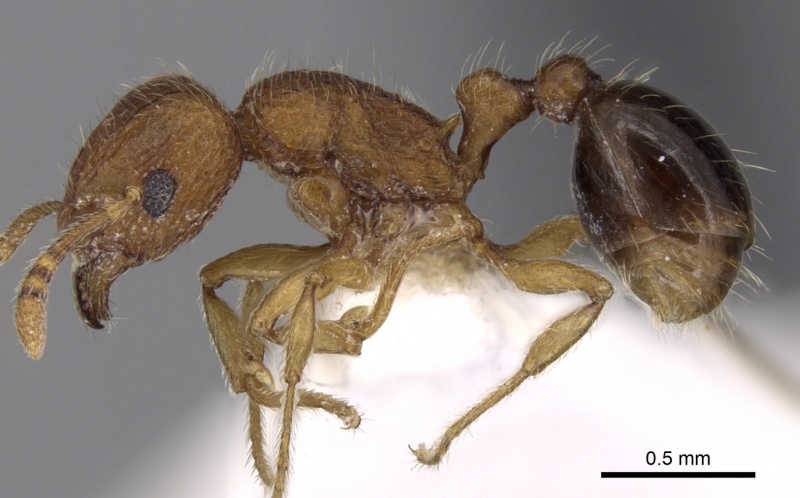 File:Tetramorium salvatum casent0280890 p 1 high.jpg