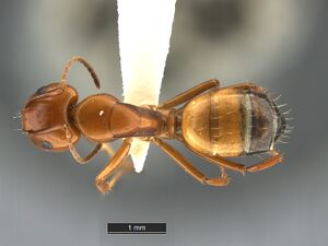 Camponotus-snellingi-MCZ001MaD.jpg