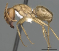 Camponotus buddhae casent0249970 p 1 high.jpg