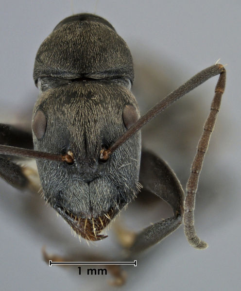 File:Camponotus fergusoni PT minor head ANIC32-023552.jpg