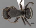 Camponotus linnaei casent0280086 d 1 high.jpg