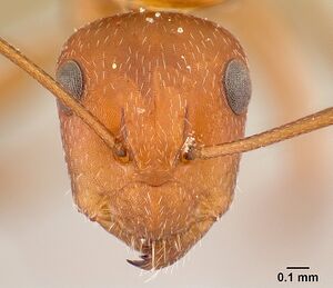 Camponotus maintikibo casent0062631 h 1 high.jpg