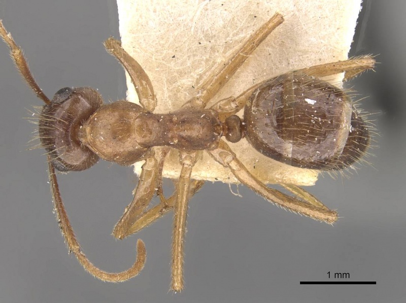 File:Camponotus moeschi casent0910546 d 1 high.jpg