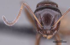 Camponotus tratra casent0153055 h 1 high.jpg