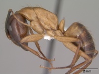 Camponotus vafer casent0102786 profile 1.jpg