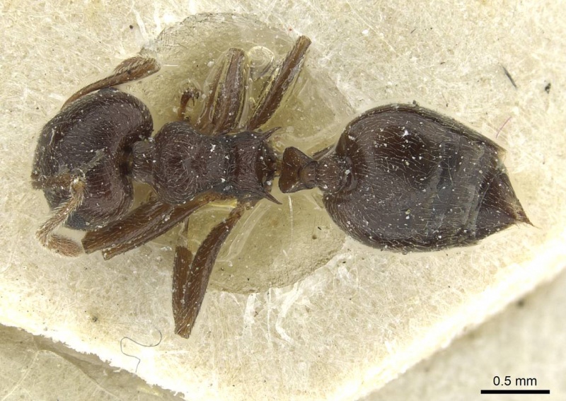 File:Crematogaster rustica casent0912815 d 1 high.jpg