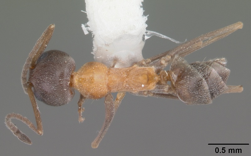 File:Dorymyrmex flavopectus casent0103887 dorsal 1.jpg