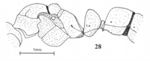 Fig. 28, Joma and Mackay 2017, B. ryderae, male, lateral view.png