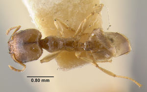 MCZ-ENT00028525 Pheidole hondurensis had.jpg